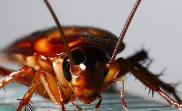 Hamam Böceği İlaçlama