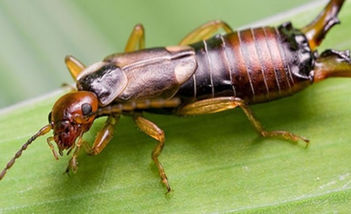 Kulağa Kaçan İlaçlama