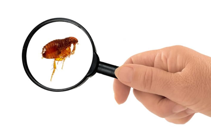 Pire, Bit İlaçlama