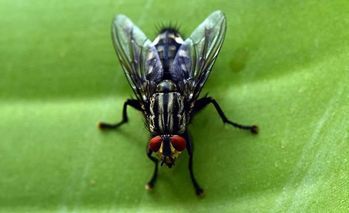 Sinek, Karasinek, Sivrisinek İlaçlama